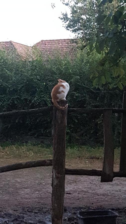 Pócsmegyer Igricz Farmhaz 빌라 외부 사진